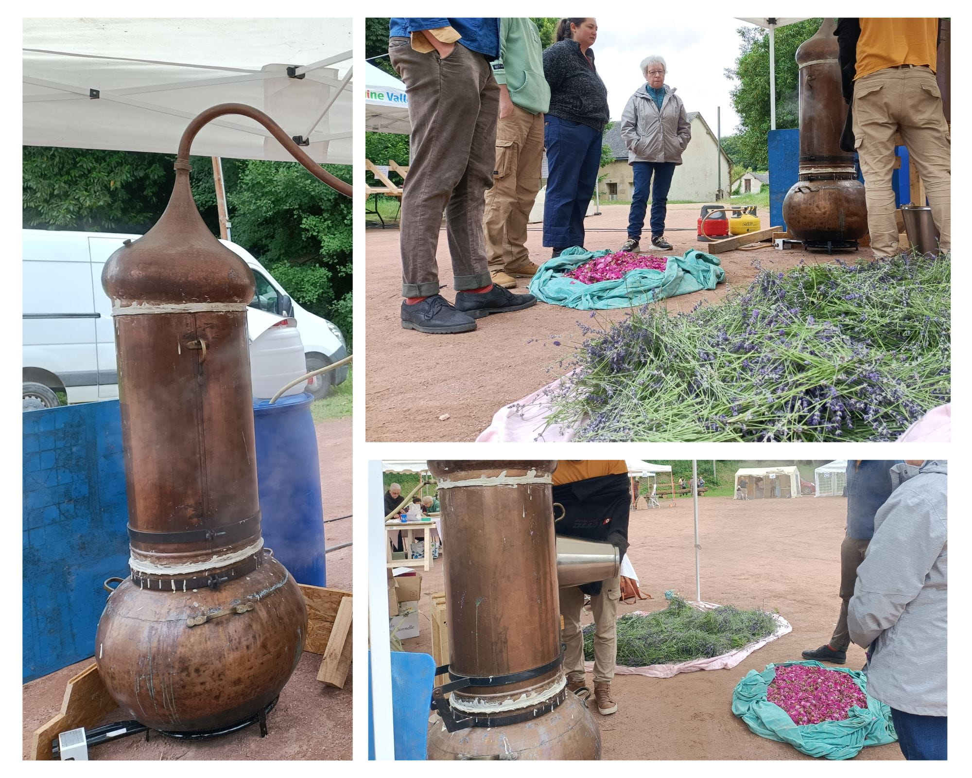 Photos Millepattes 2025